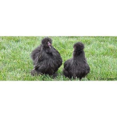 Bantam Silkies at POL - Black