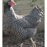 Barred Rock Hybrids