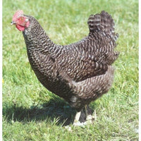 Speckeldy (Marans Coucou)